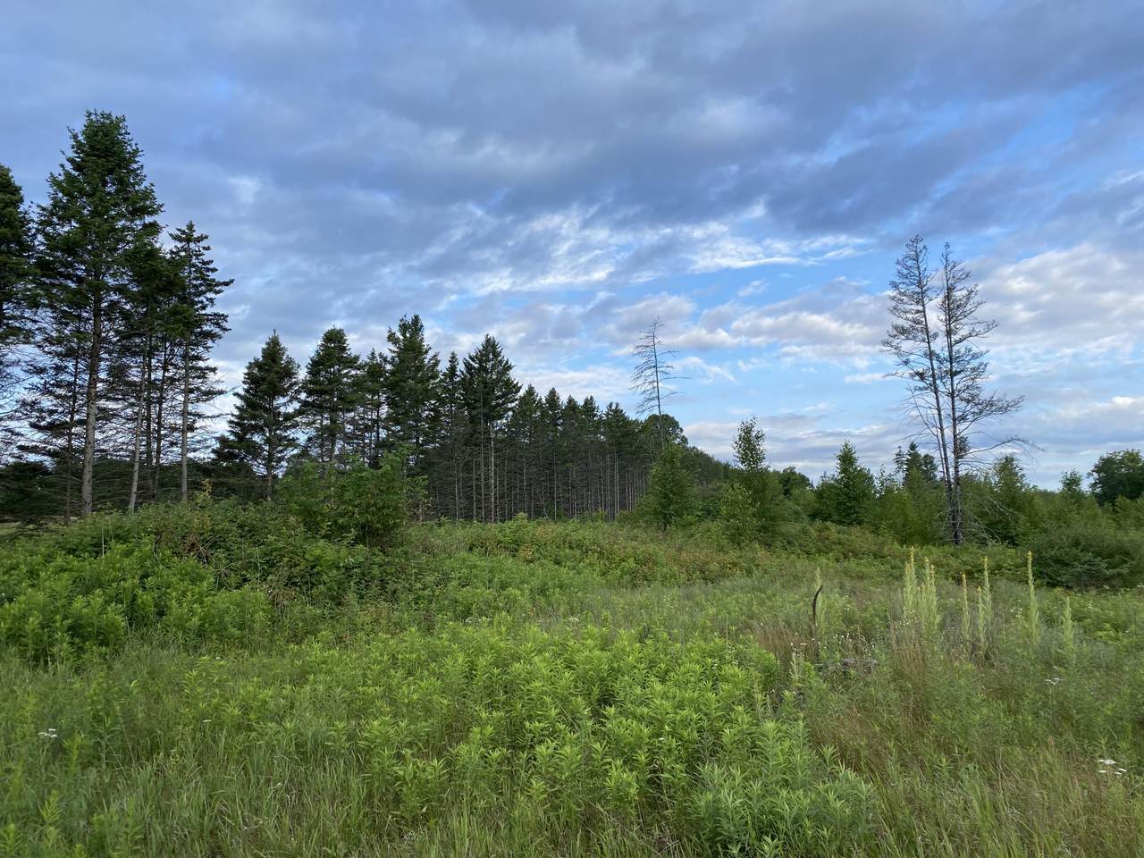 6.25 Ac Big Woods Lane - Photo 1