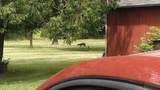 3661 Blue Goose Rd - Photo 60