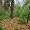 Lt1 Fawn Ln - Photo 3