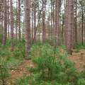 Lt1 Fawn Ln - Photo 5