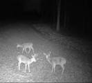 Lt1 Oak Knoll Rd - Photo 33