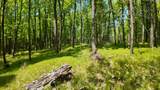 Lt1 Federal Forest Road - Photo 100