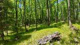 Lt1 Federal Forest Road - Photo 101