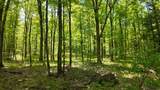 Lt1 Federal Forest Road - Photo 106