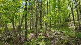 Lt1 Federal Forest Road - Photo 120