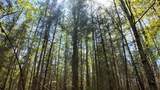 Lt1 Federal Forest Road - Photo 133