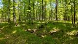 Lt1 Federal Forest Road - Photo 67