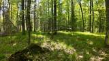 Lt1 Federal Forest Road - Photo 88