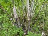 0 Dopp Rd - Photo 41