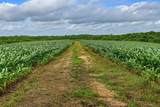 00 Lyster Rd - Photo 14