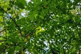 00 Lyster Rd - Photo 29