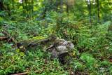 7534 Hinkst Hollow Rd - Photo 65