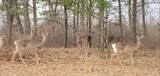 N11024 Deer Lake Rd - Photo 67