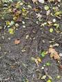 14502 Burrows Ln - Photo 6