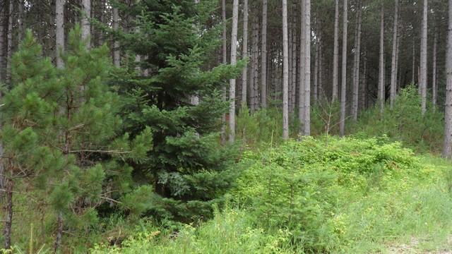 Lt10 Old Orchard Trl - Photo 1
