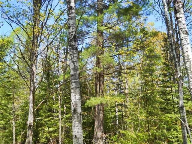 1.48 Acres Holmes Junction Plat W - Photo 1