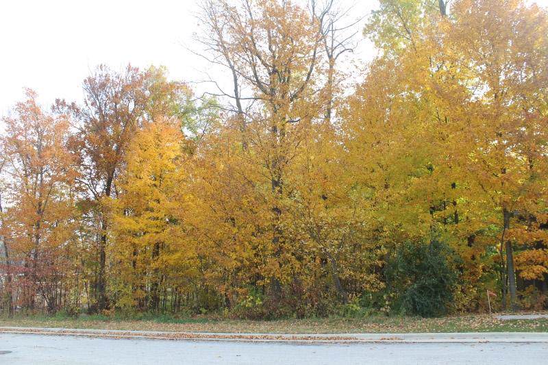 Lot 3 Ryan Ave - Photo 1