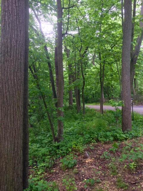 W5754 Nine Indian Trl - Photo 1