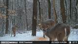  Dundee Strasburg Road - Photo 36
