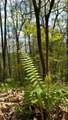  Dundee Strasburg Road - Photo 38