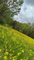  Dundee Strasburg Road - Photo 40