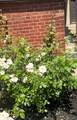 49 Laurel St - Photo 26