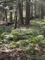 0 Dudleyville Rd - Photo 3