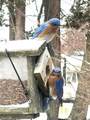 28 Wareham St - Photo 34