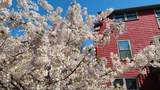 20 Maynard Pl. - Photo 4