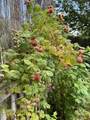 5 Terry Lane - Photo 36