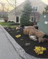 10 White Cedar Drive - Photo 41