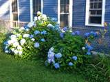 23 Germain St - Photo 37