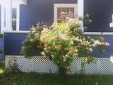 6 Wolcott St - Photo 4