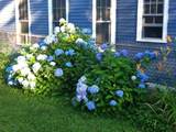 23 Germain St - Photo 38