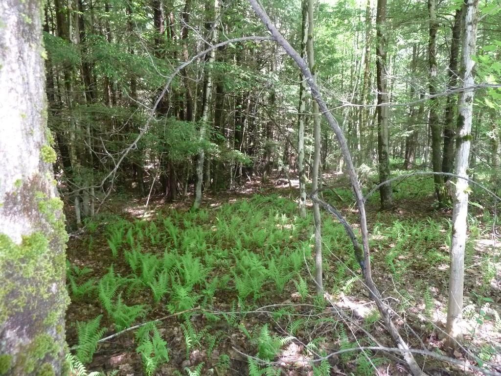 Lot C (3) Sears Road - Photo 1