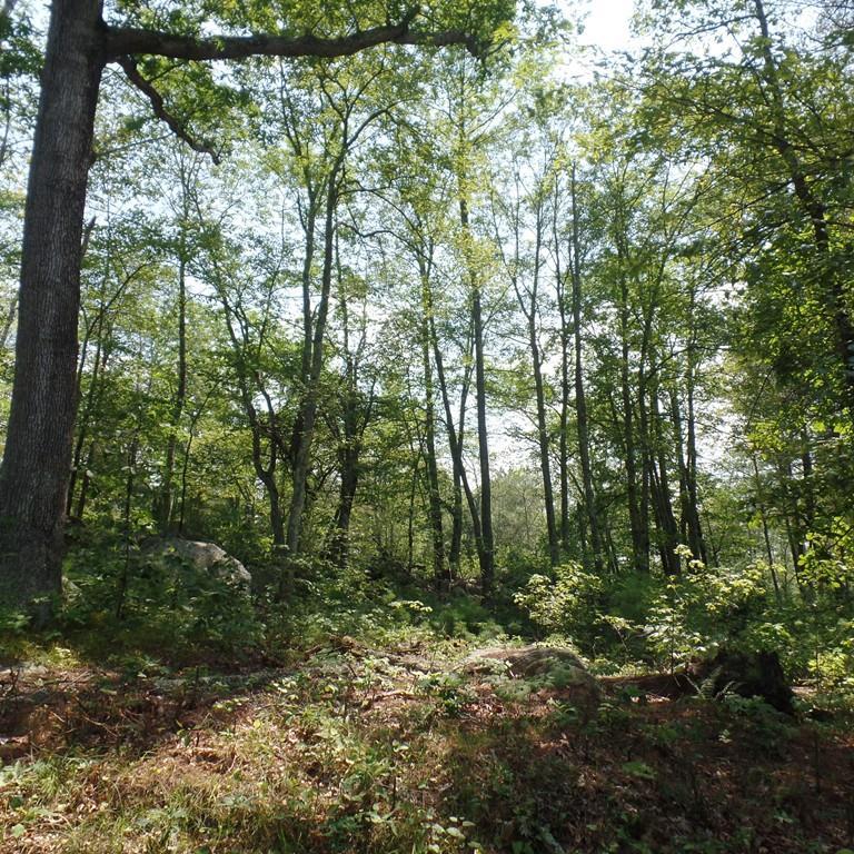 0 Old Poor Farm Road - Photo 1