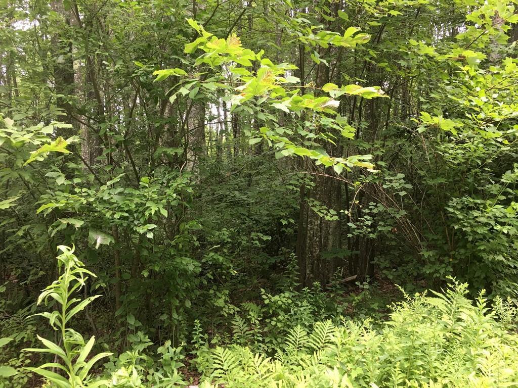 Lot 3 Ranney Corner Rd - Photo 1