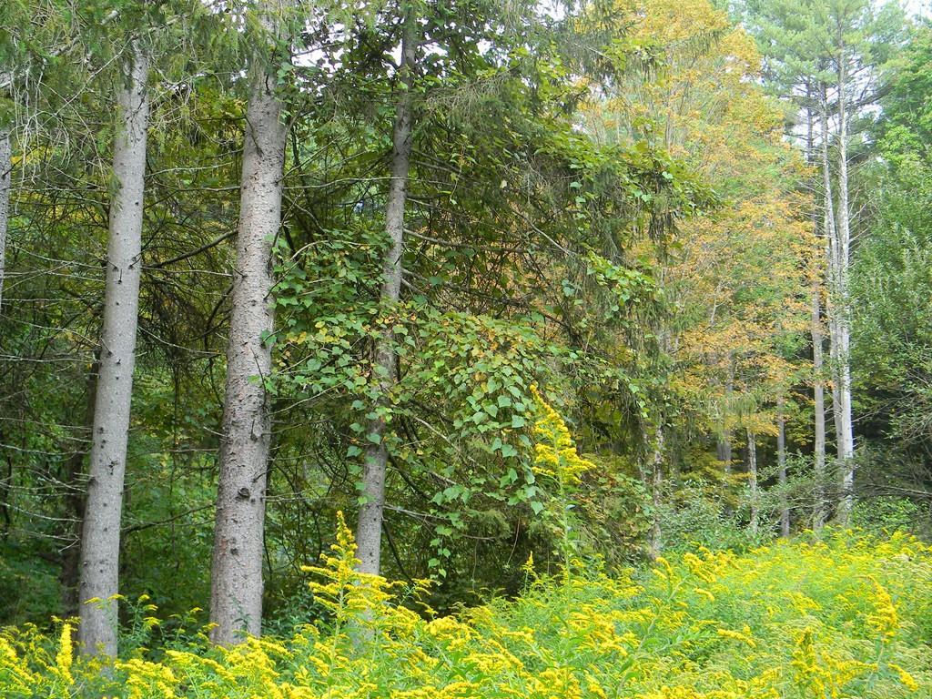 Lot B Sylvester Road - Photo 1