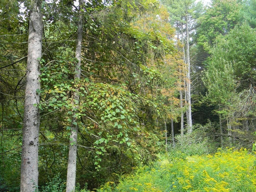 Lot C Sylvester Road - Photo 1