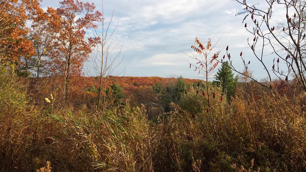 4 Autumn Harvest Ct - Photo 1