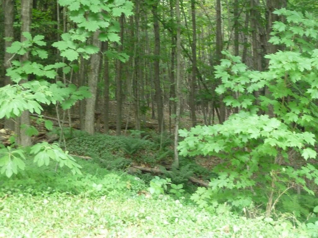 Lot 5 Mountain Road - Photo 1