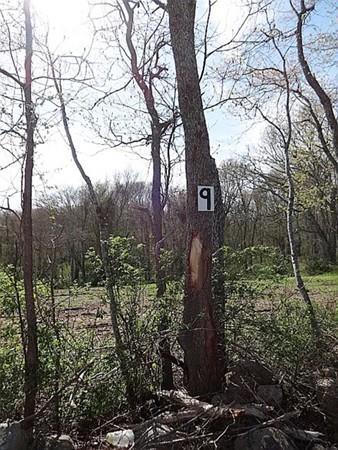 Lot 9 Sodom Rd - Photo 1