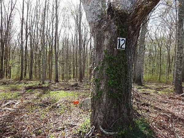 Lot 12 Sodom Rd - Photo 1