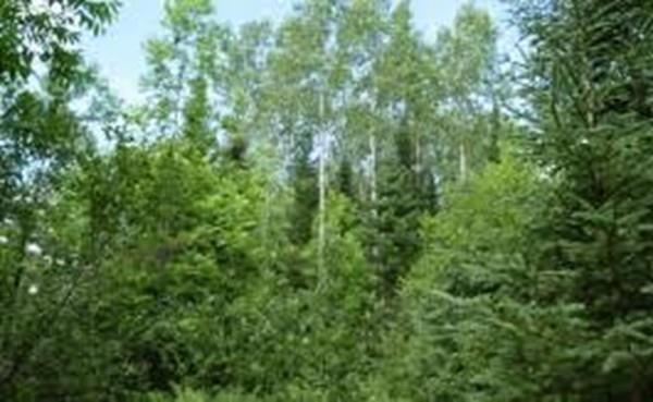 Lot 0 Cushman Road - Photo 1