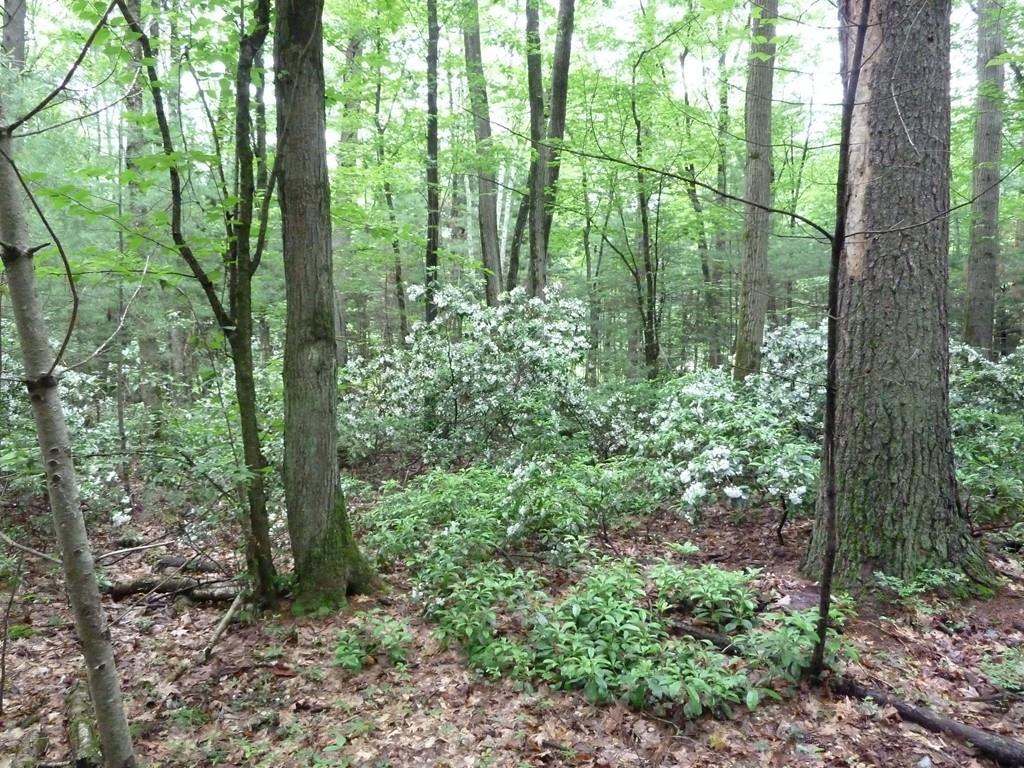 59 Ice Pond Dr - Photo 1