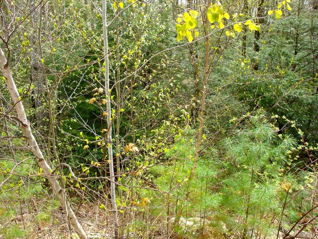 Lot 0 Hilltop Drive - Photo 1