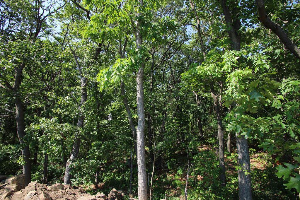 0 Basswood Avenue - Photo 1