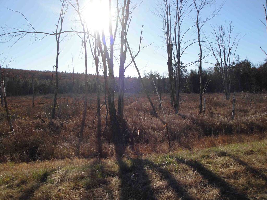 Lot 4&12 Rindge State Rd - Photo 1 Lot 4&12 Rindge State Rd - Photo 1