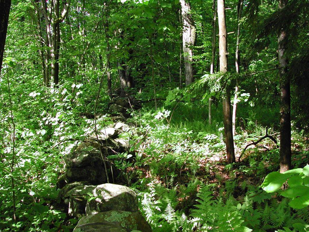 Lot 1 East Princeton Road - Photo 1