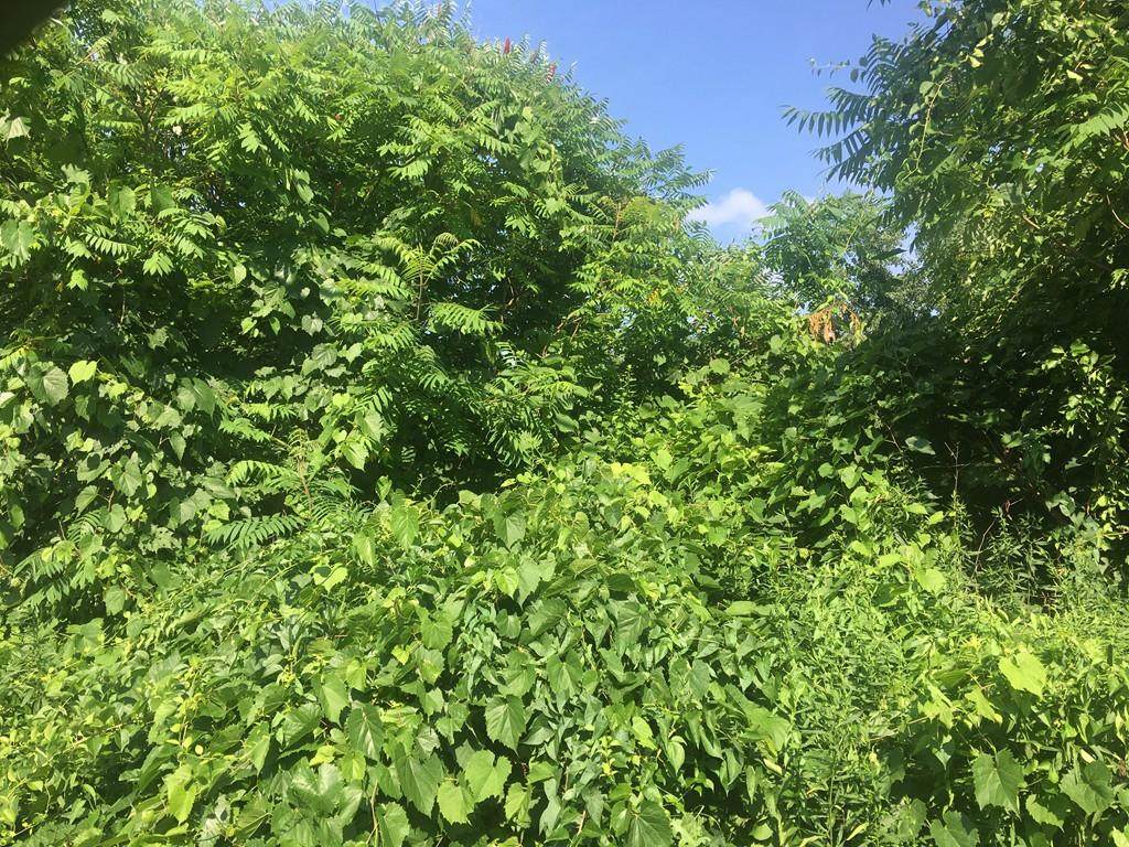 Lot 5 Sheridan St - Photo 1